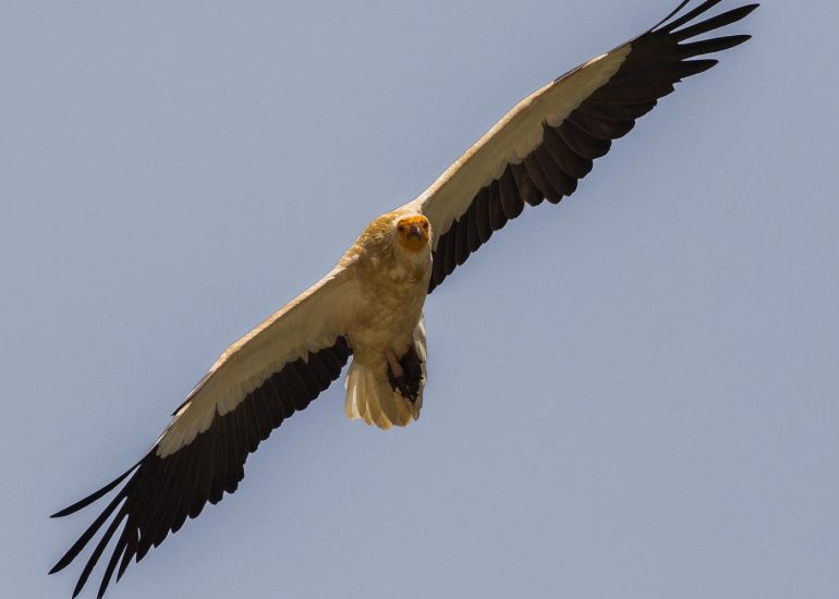 carole reboul oiseau rapace vautour percnoptere egypte