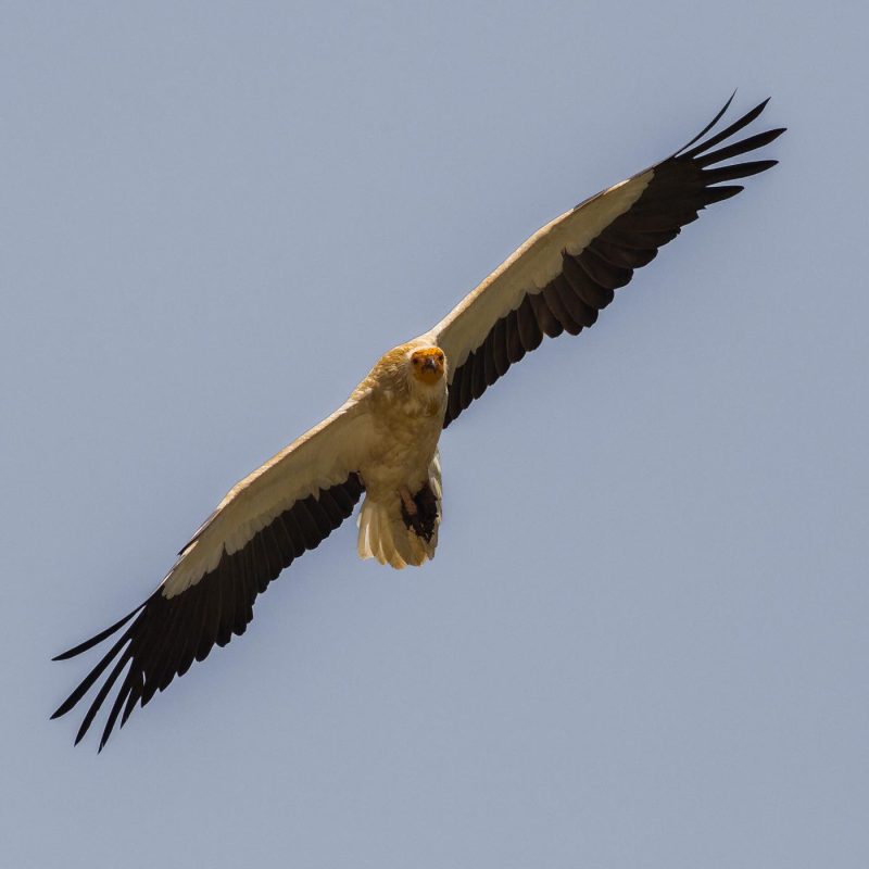 carole reboul oiseau rapace vautour percnoptere egypte
