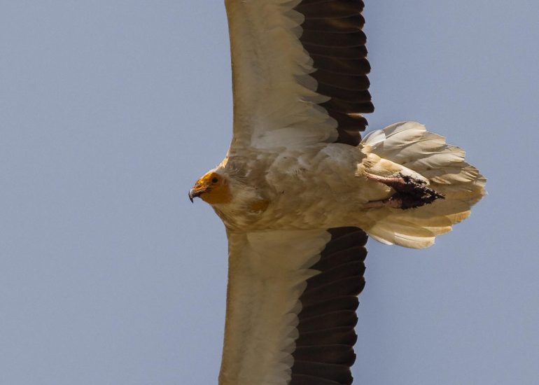 carole reboul oiseau rapace vautour percnoptere egypte