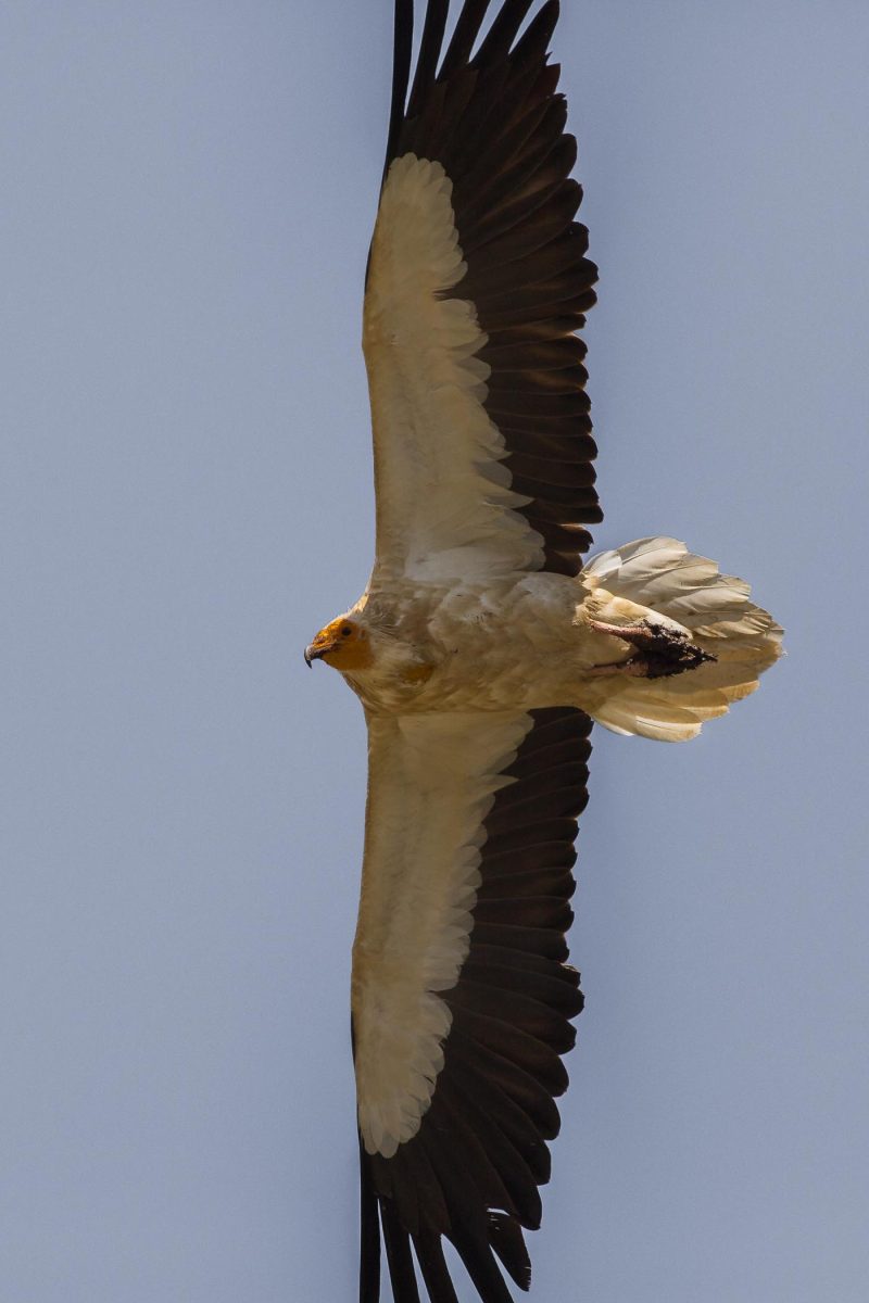 carole reboul oiseau rapace vautour percnoptere egypte