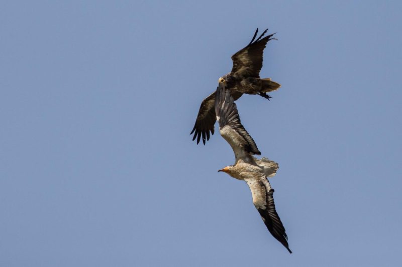 carole reboul oiseau rapace vautour percnoptere egypte