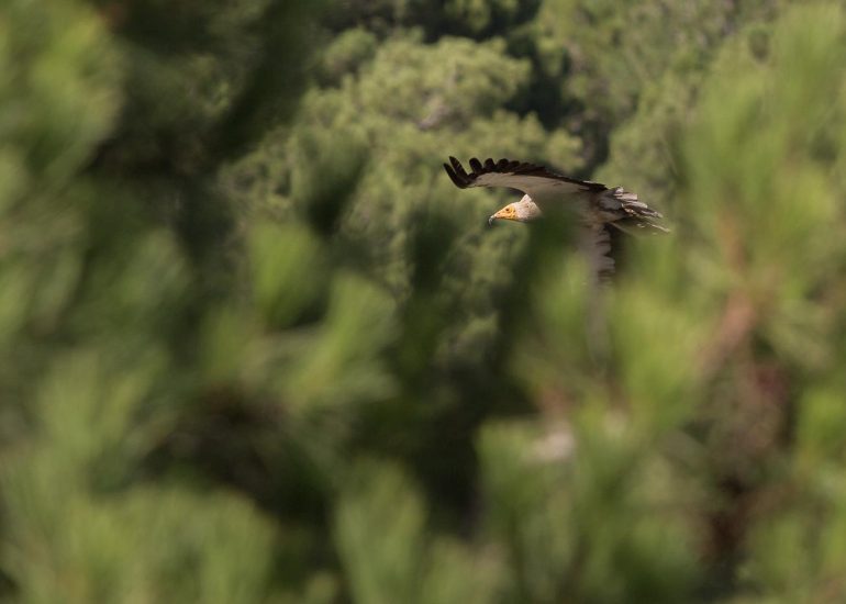 carole reboul oiseau rapace vautour percnoptere egypte