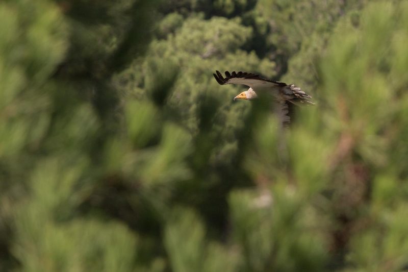 carole reboul oiseau rapace vautour percnoptere egypte