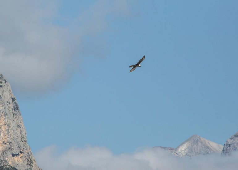 carole reboul oiseau rapace gipaete
