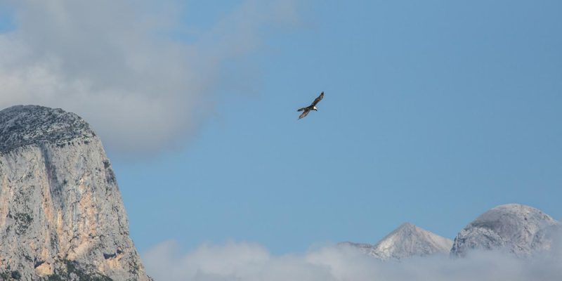 carole reboul oiseau rapace gipaete