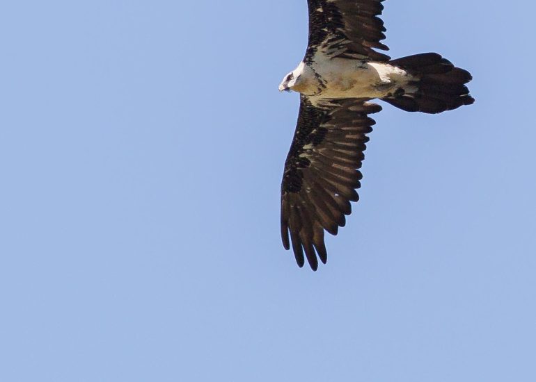 carole reboul oiseau rapace gipaete