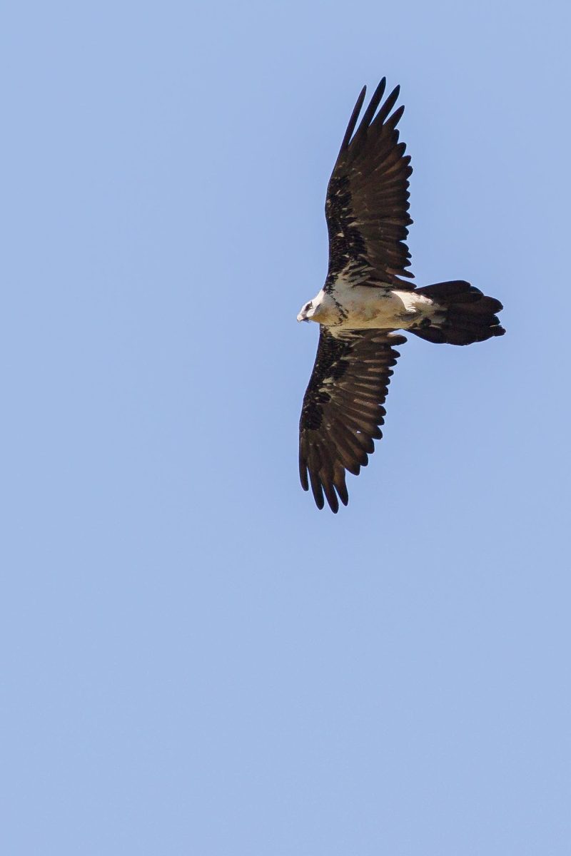 carole reboul oiseau rapace gipaete