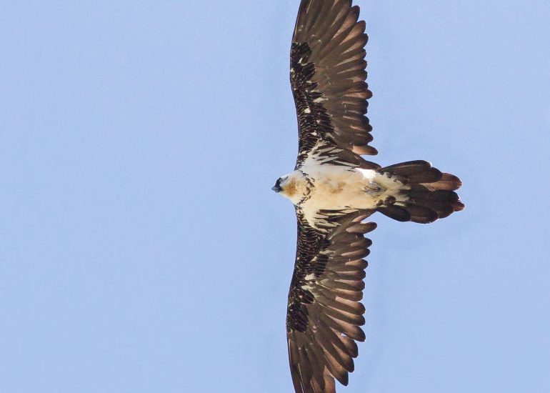 carole reboul oiseau rapace gipaete