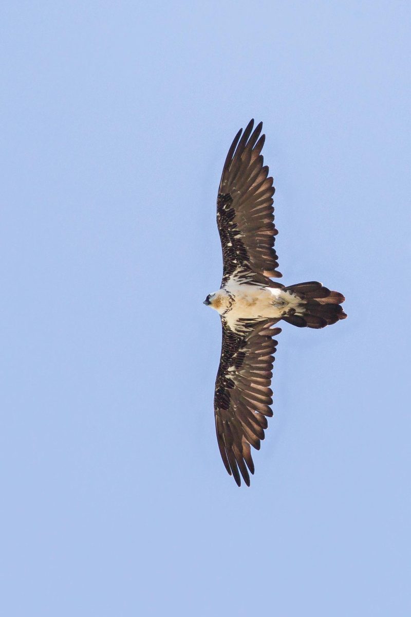 carole reboul oiseau rapace gipaete