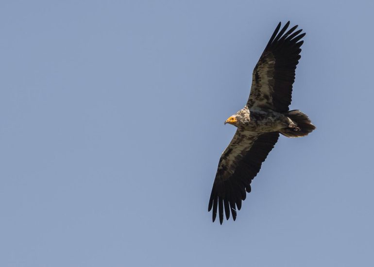 carole reboul oiseau rapace vautour percnoptere egypte