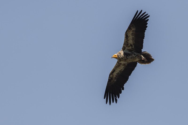 carole reboul oiseau rapace vautour percnoptere egypte