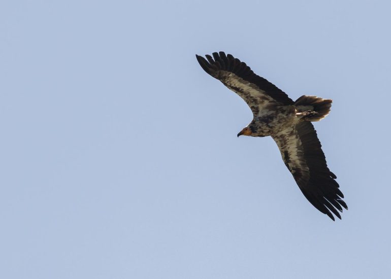 carole reboul oiseau rapace vautour percnoptere egypte