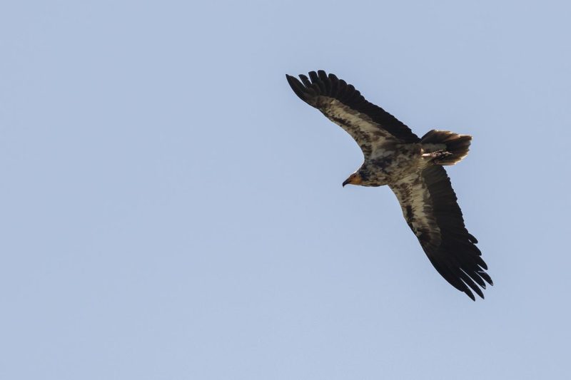 carole reboul oiseau rapace vautour percnoptere egypte
