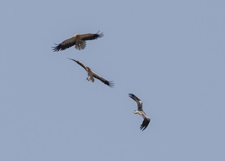 carole reboul oiseau rapace vautour percnoptere egypte