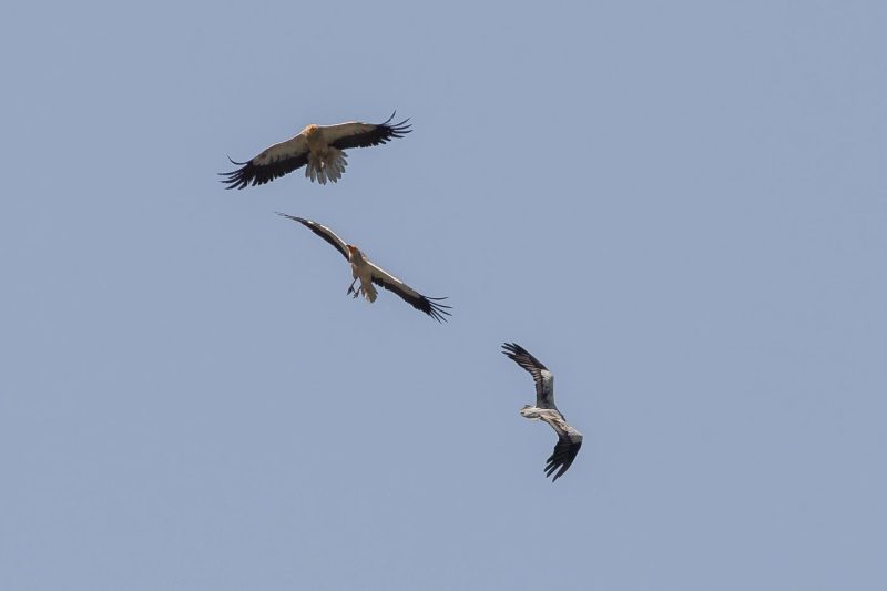 carole reboul oiseau rapace vautour percnoptere egypte