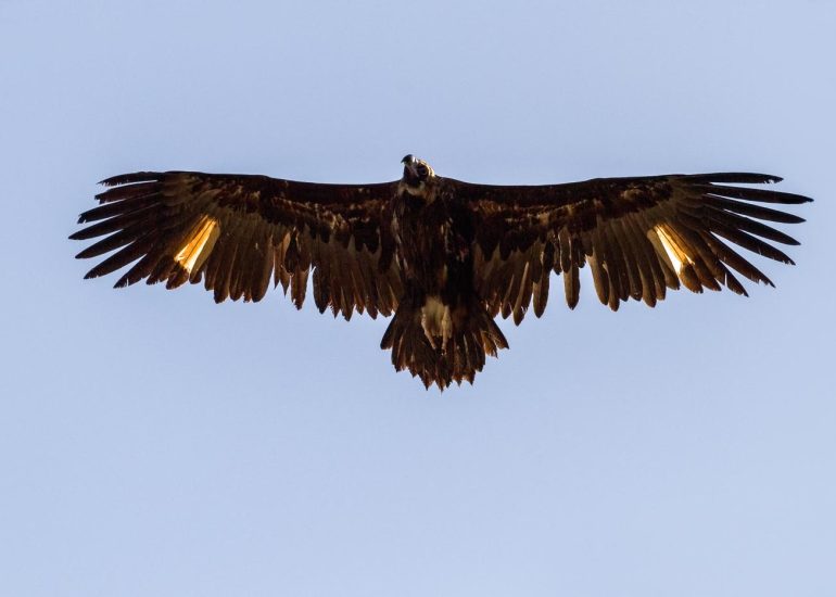 carole reboul oiseau rapace vautour fauve