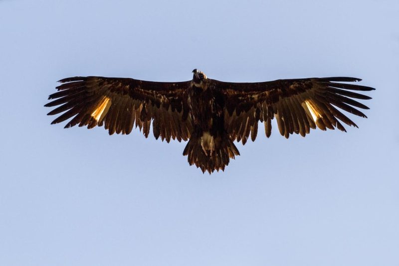 carole reboul oiseau rapace vautour fauve