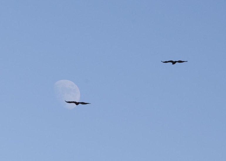 carole reboul oiseau rapace vautour fauve