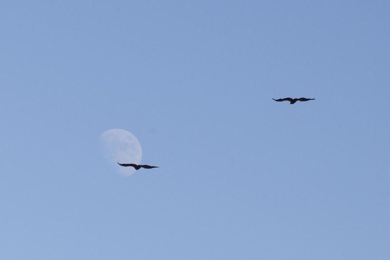 carole reboul oiseau rapace vautour fauve