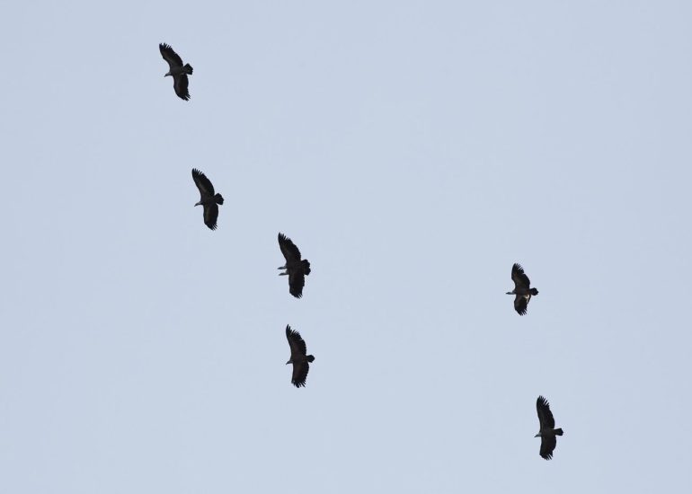 carole reboul oiseau rapace vautour fauve