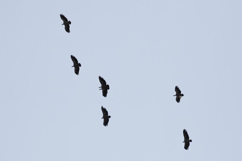 carole reboul oiseau rapace vautour fauve