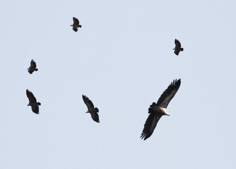 carole reboul oiseau rapace vautour fauve