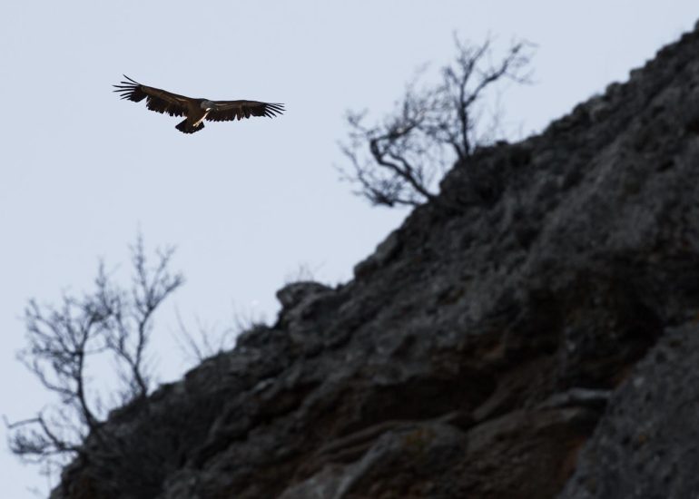 carole reboul oiseau rapace vautour fauve