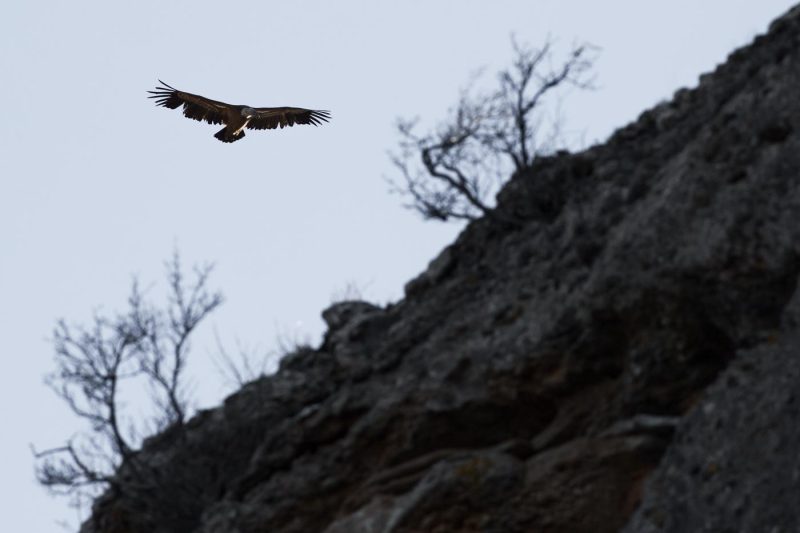 carole reboul oiseau rapace vautour fauve