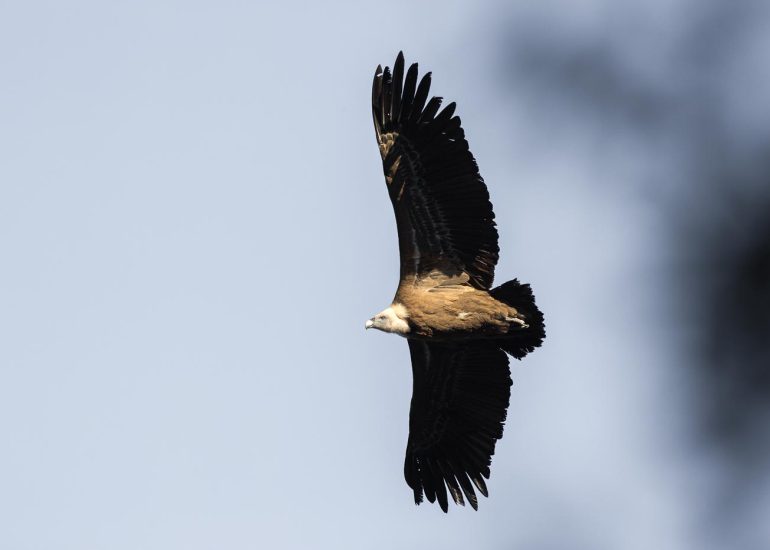 carole reboul oiseau rapace vautour fauve