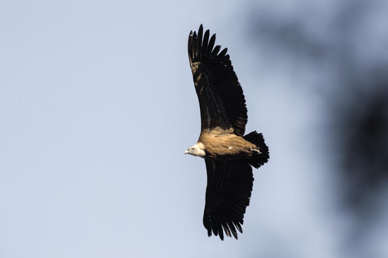 carole reboul oiseau rapace vautour fauve