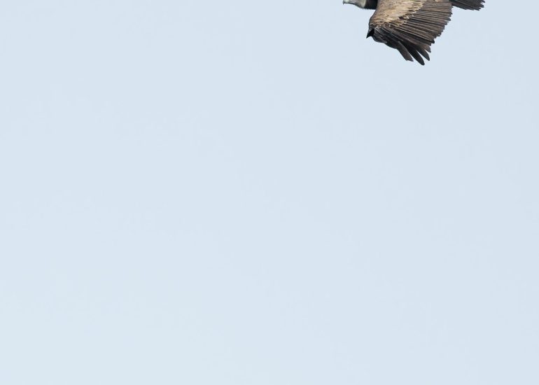 carole reboul oiseau rapace vautour fauve