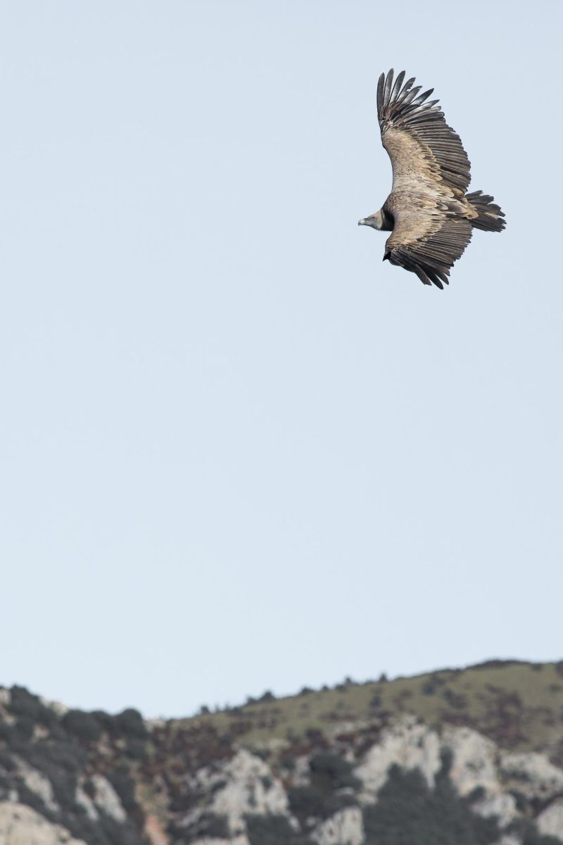 carole reboul oiseau rapace vautour fauve