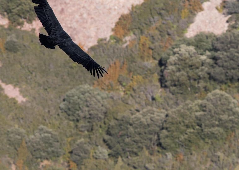 carole reboul oiseau rapace vautour fauve