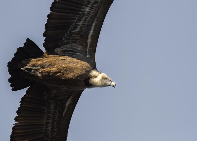 carole reboul oiseau rapace vautour fauve