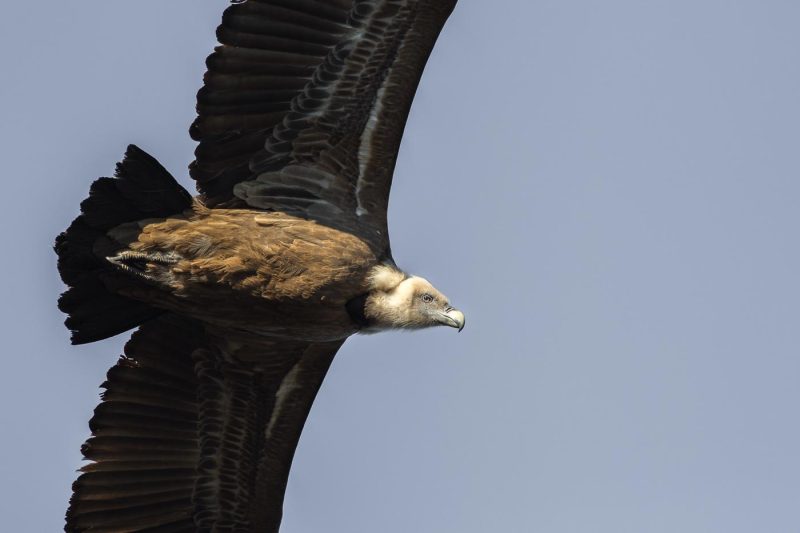 carole reboul oiseau rapace vautour fauve