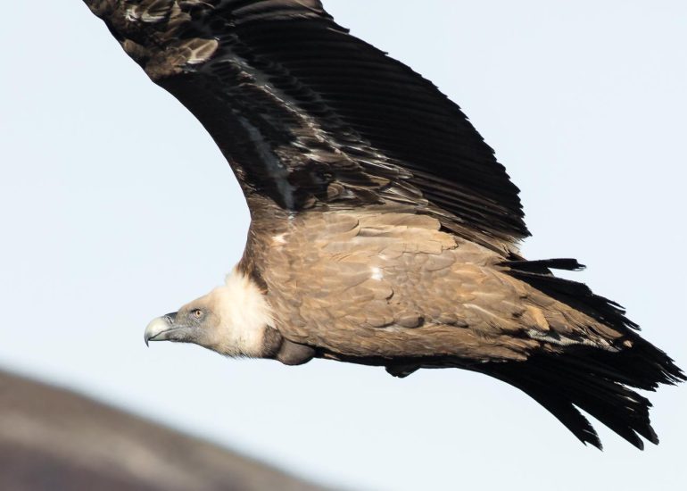 carole reboul oiseau rapace vautour fauve