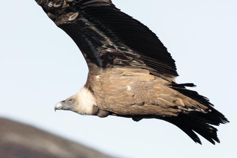 carole reboul oiseau rapace vautour fauve
