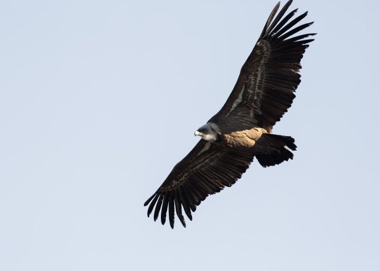 carole reboul oiseau rapace vautour fauve