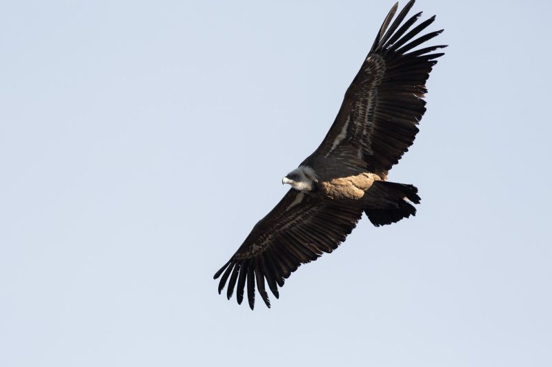 carole reboul oiseau rapace vautour fauve