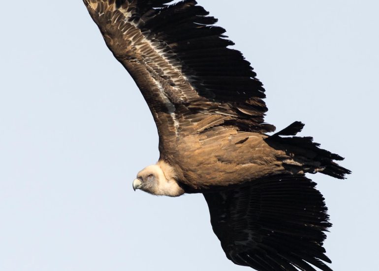 carole reboul oiseau rapace vautour fauve