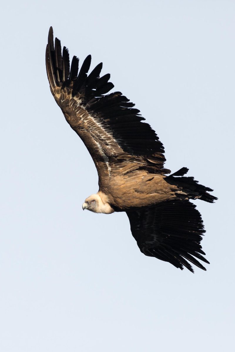 carole reboul oiseau rapace vautour fauve