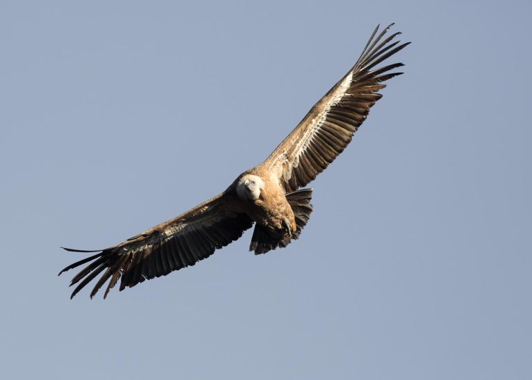 carole reboul oiseau rapace vautour fauve