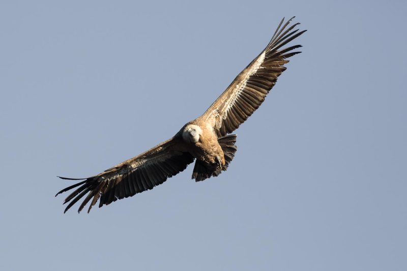 carole reboul oiseau rapace vautour fauve