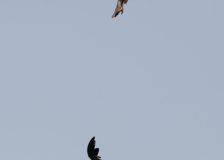 carole reboul oiseau rapace vautour fauve