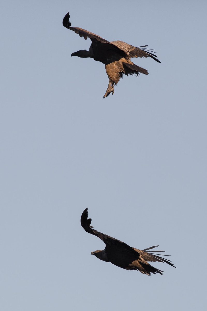 carole reboul oiseau rapace vautour fauve