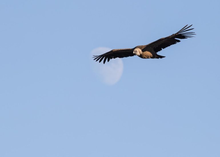 carole reboul oiseau rapace vautour fauve
