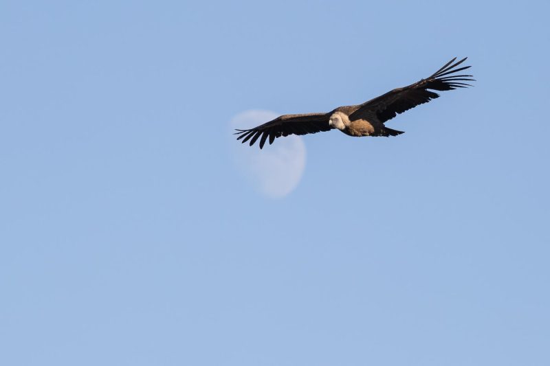 carole reboul oiseau rapace vautour fauve