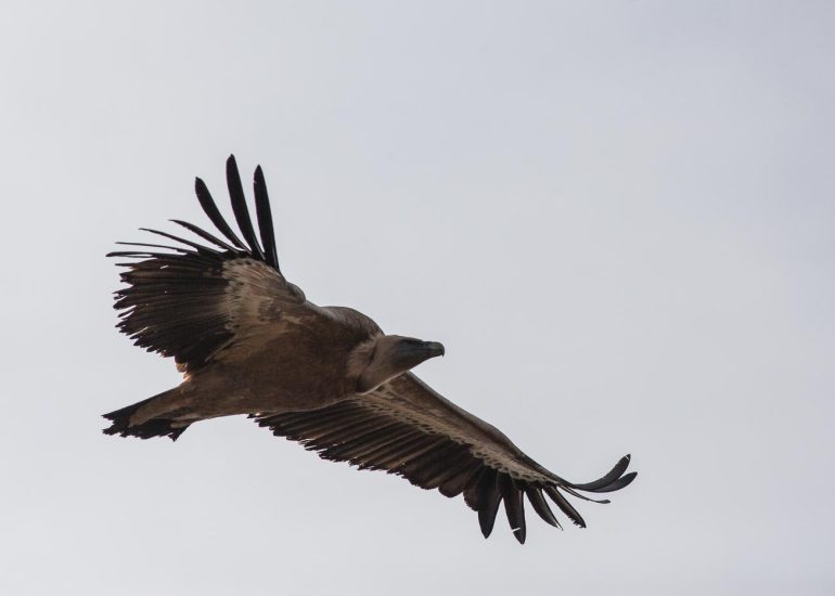 carole reboul oiseau rapace vautour fauvecarole reboul oiseau rapace vautour fauve