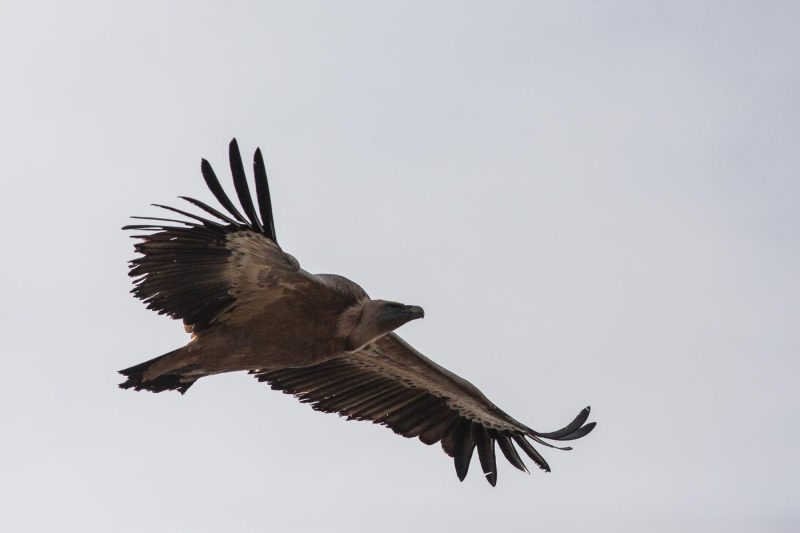 carole reboul oiseau rapace vautour fauvecarole reboul oiseau rapace vautour fauve