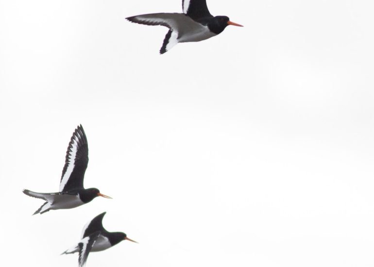 carole reboul oiseau blanc vol